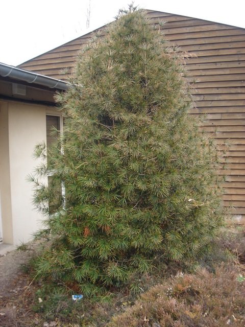 Sciadopitys verticillata1